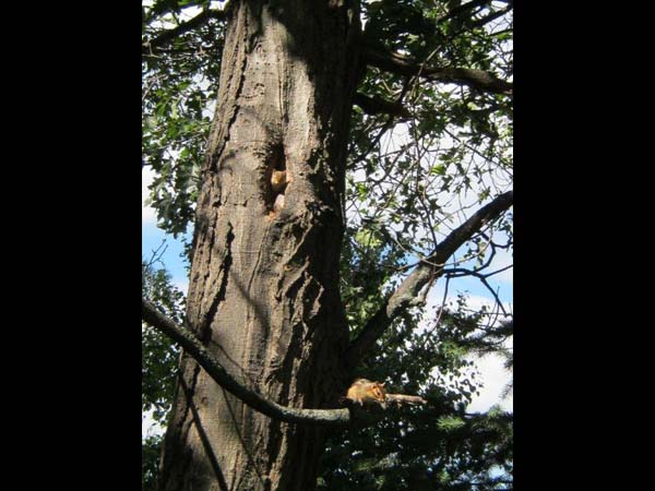 Squirrel in the trees